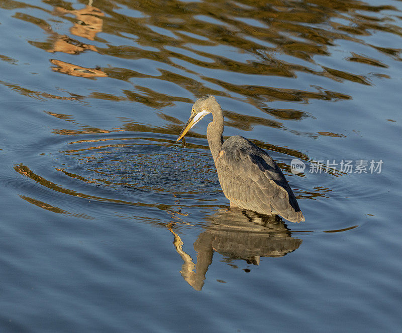 大蓝鹭，Ardea herodias，带着一条鱼